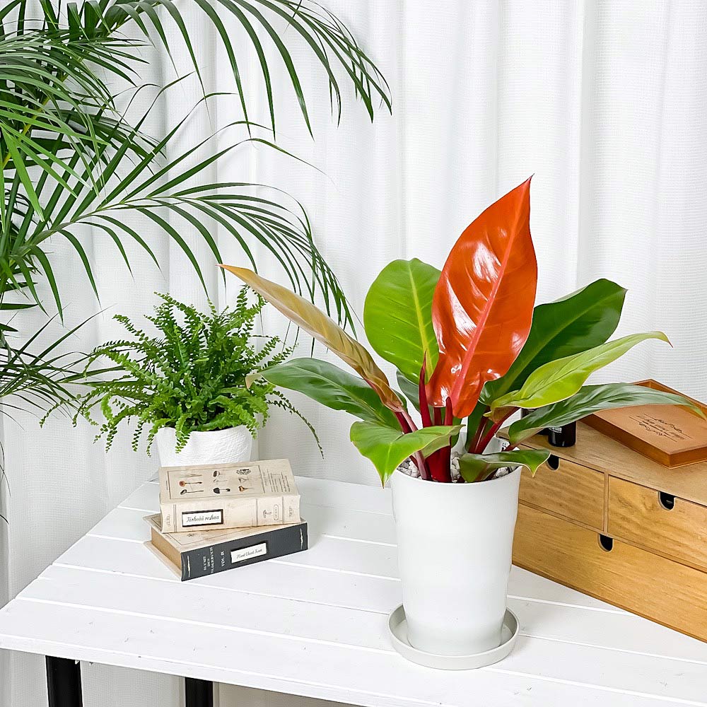 PLANCHU 観葉植物 フィロデンドロン プリンスオブオレンジ 6号鉢 受け皿付き 育て方説明書付き Philodendron ‘Prince Of Orange’ アロイド