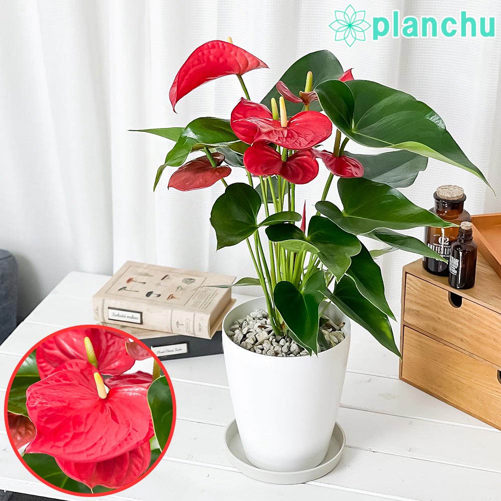 PLANCHU 観葉植物 アンスリウム ミネソタ 6号鉢 受け皿付き 育て方説明書付き Anthurium andraeanum ‘Minnesota’ アンスリューム アロイド 鉢花 レッド系