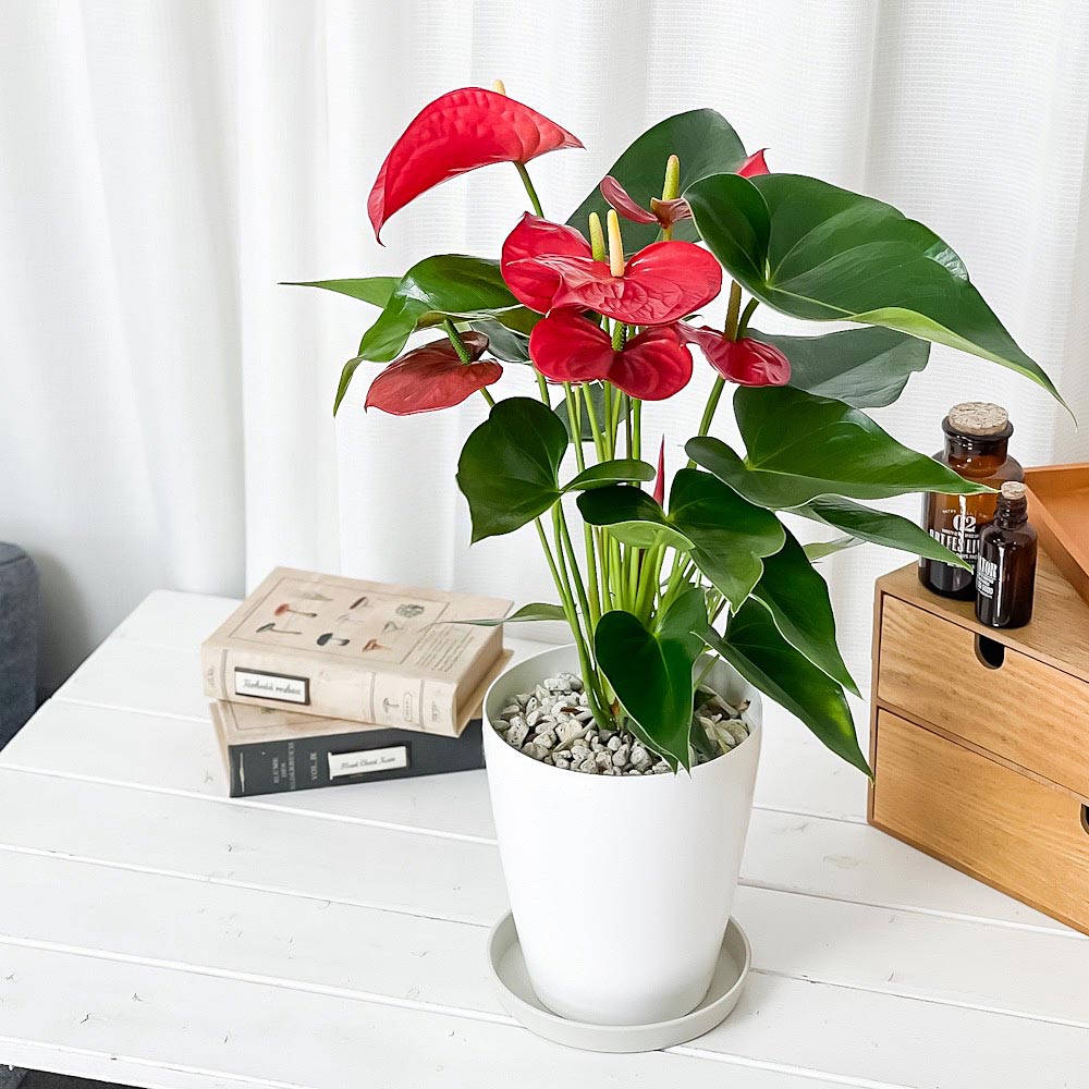 PLANCHU 観葉植物 アンスリウム ミネソタ 6号鉢 受け皿付き 育て方説明書付き Anthurium andraeanum ‘Minnesota’ アンスリューム アロイド 鉢花 レッド系