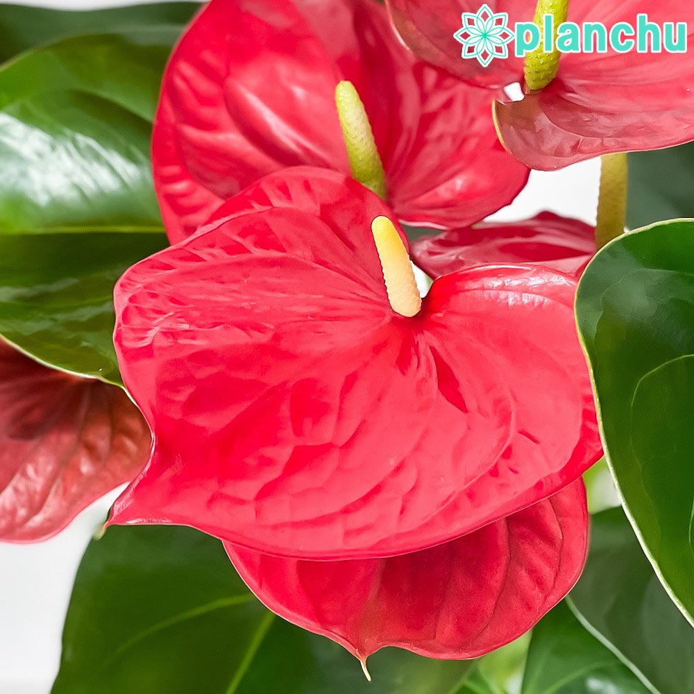 PLANCHU 観葉植物 アンスリウム ミネソタ 6号鉢 受け皿付き 育て方説明書付き Anthurium andraeanum ‘Minnesota’ アンスリューム アロイド 鉢花 レッド系