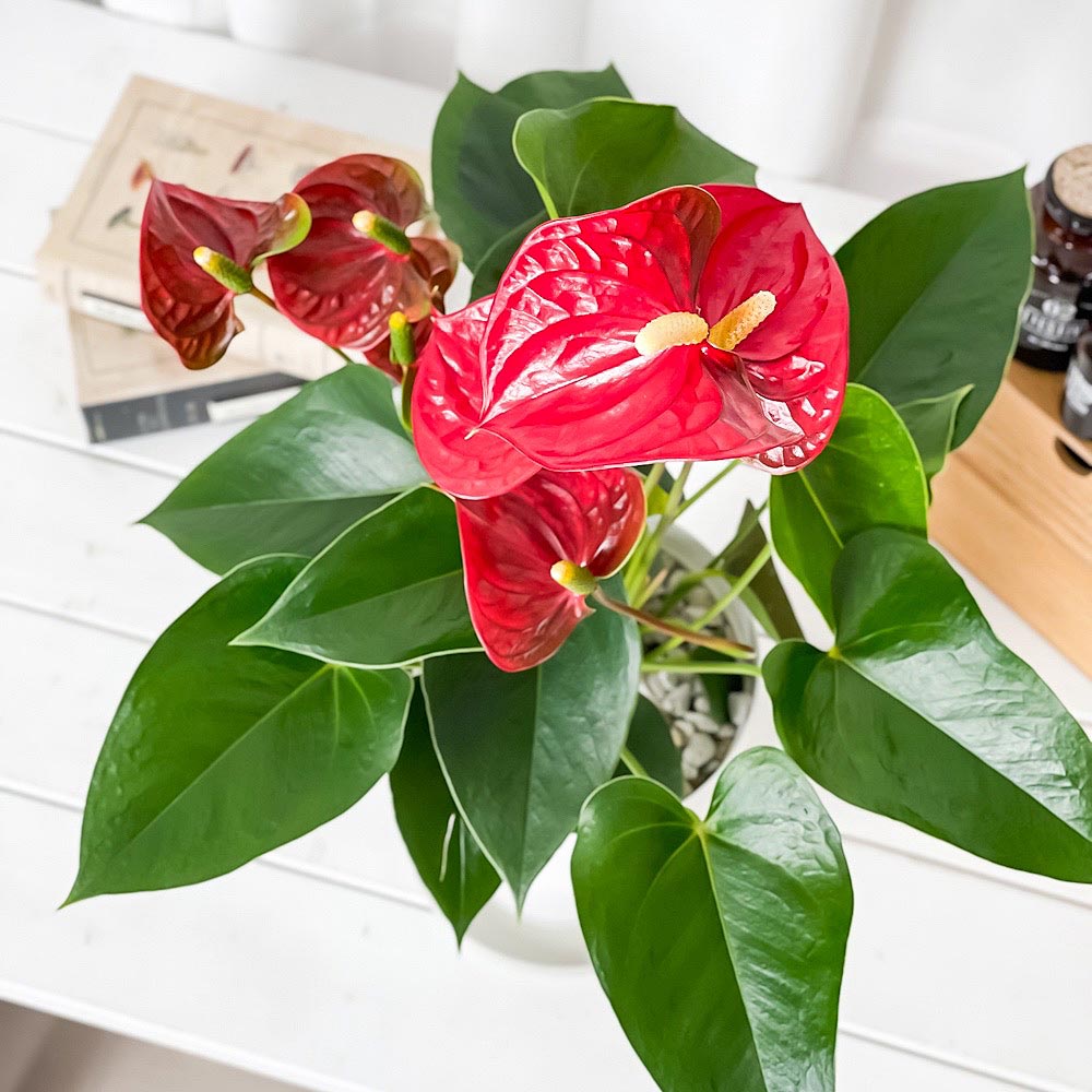 PLANCHU 観葉植物 アンスリウム ミネソタ 6号鉢 受け皿付き 育て方説明書付き Anthurium andraeanum ‘Minnesota’ アンスリューム アロイド 鉢花 レッド系