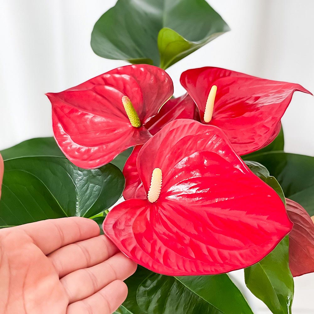 PLANCHU 観葉植物 アンスリウム ミネソタ 6号鉢 受け皿付き 育て方説明書付き Anthurium andraeanum ‘Minnesota’ アンスリューム アロイド 鉢花 レッド系