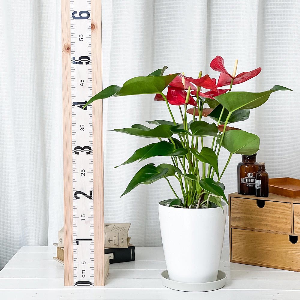 PLANCHU 観葉植物 アンスリウム ミネソタ 6号鉢 受け皿付き 育て方説明書付き Anthurium andraeanum ‘Minnesota’ アンスリューム アロイド 鉢花 レッド系