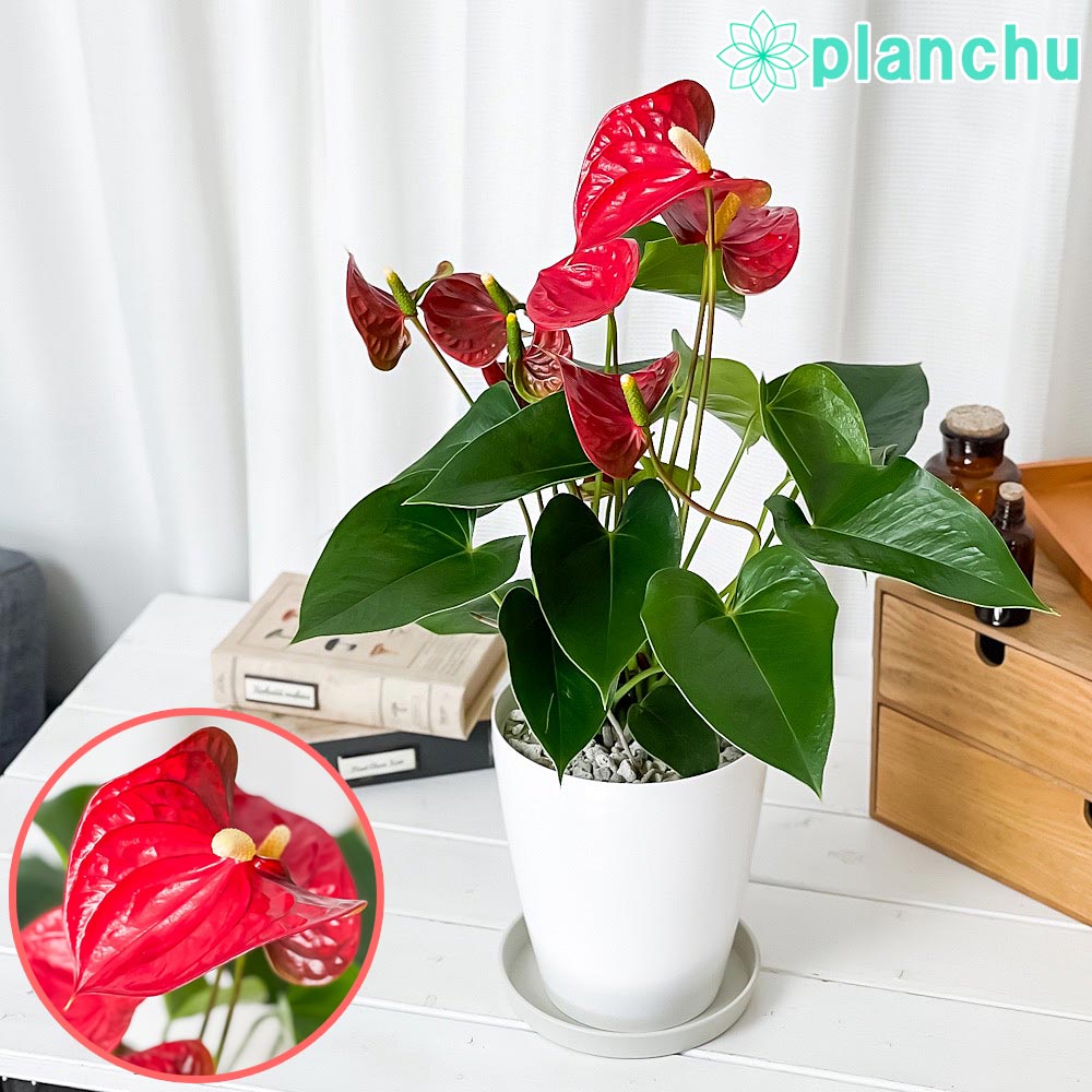 PLANCHU 観葉植物 アンスリウム シエラ 6号鉢 受け皿付き 育て方説明書付き Anthurium andraeanum ‘Sierra’ アンスリューム アロイド 鉢花 レッド系