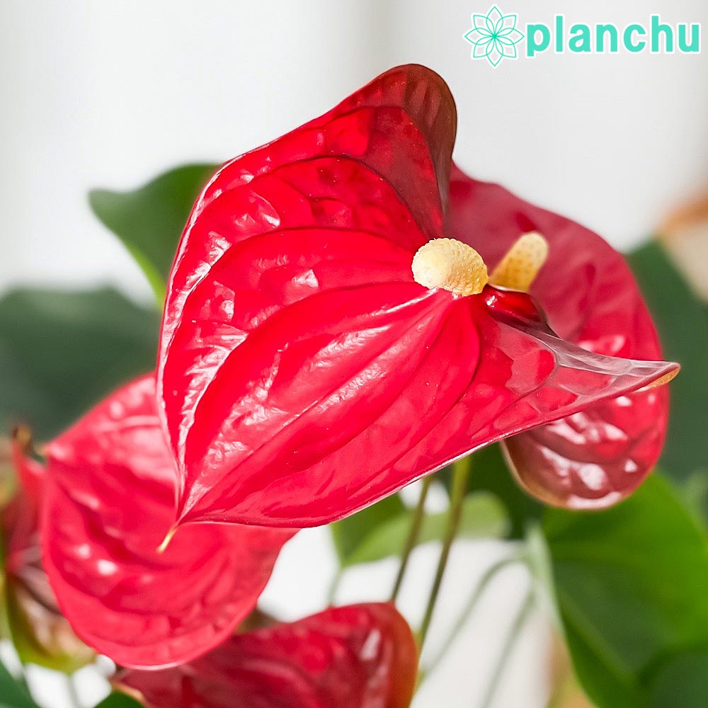 PLANCHU 観葉植物 アンスリウム シエラ 6号鉢 受け皿付き 育て方説明書付き Anthurium andraeanum ‘Sierra’ アンスリューム アロイド 鉢花 レッド系