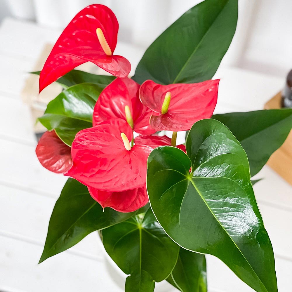 PLANCHU 観葉植物 アンスリウム シエラ 6号鉢 受け皿付き 育て方説明書付き Anthurium andraeanum ‘Sierra’ アンスリューム アロイド 鉢花 レッド系