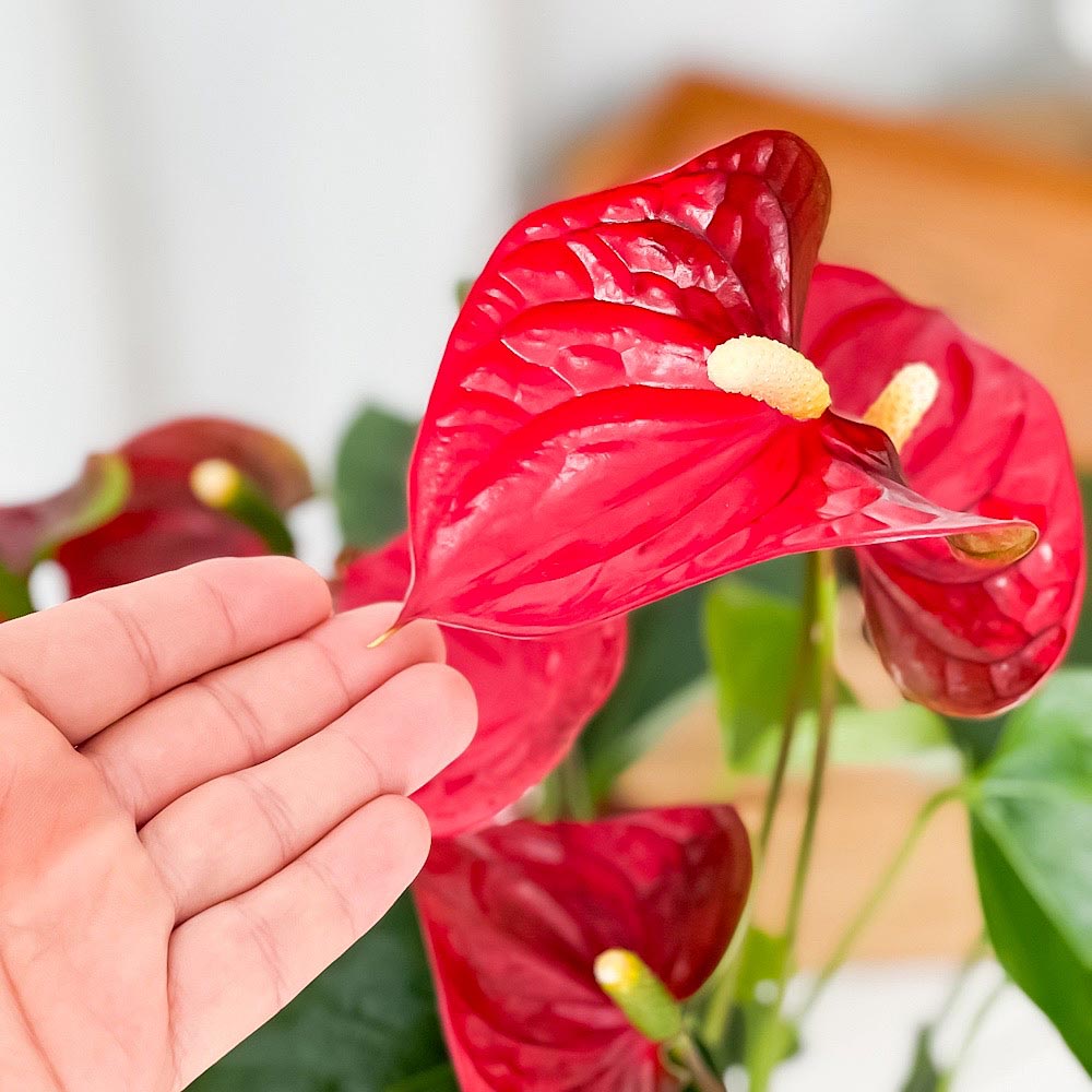 PLANCHU 観葉植物 アンスリウム シエラ 6号鉢 受け皿付き 育て方説明書付き Anthurium andraeanum ‘Sierra’ アンスリューム アロイド 鉢花 レッド系