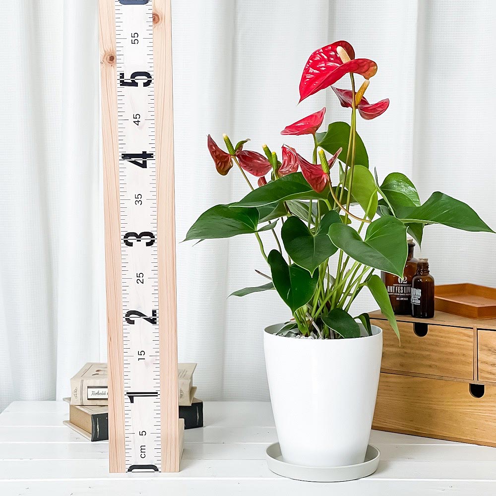 PLANCHU 観葉植物 アンスリウム シエラ 6号鉢 受け皿付き 育て方説明書付き Anthurium andraeanum ‘Sierra’ アンスリューム アロイド 鉢花 レッド系