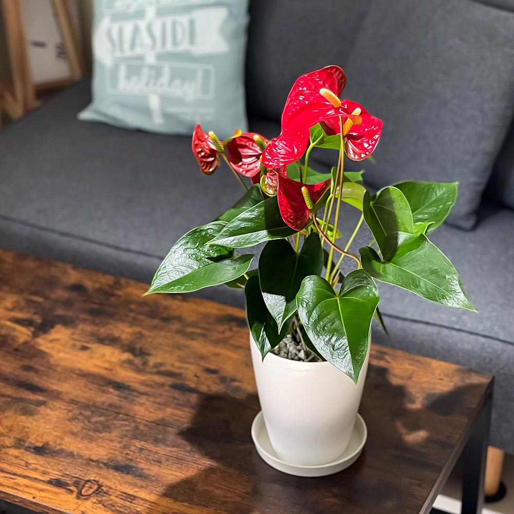 PLANCHU 観葉植物 アンスリウム シエラ 6号鉢 受け皿付き 育て方説明書付き Anthurium andraeanum ‘Sierra’ アンスリューム アロイド 鉢花 レッド系