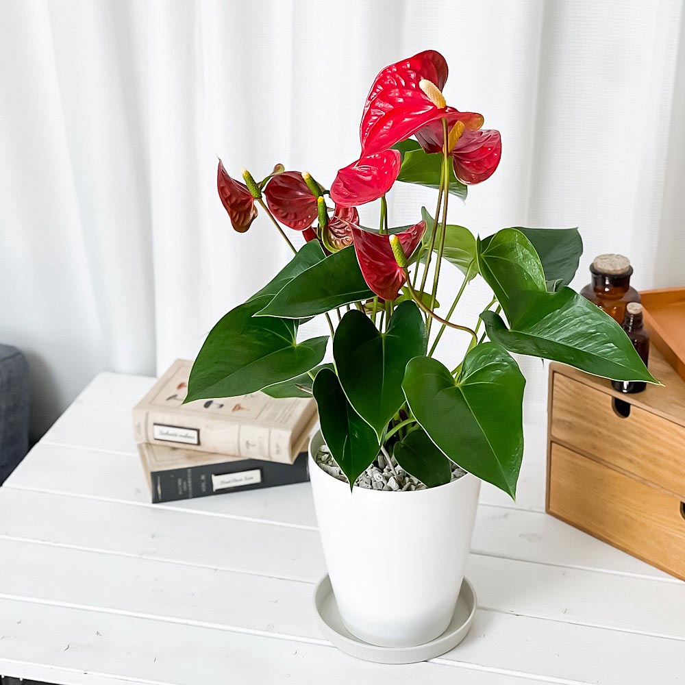 PLANCHU 観葉植物 アンスリウム シエラ 6号鉢 受け皿付き 育て方説明書付き Anthurium andraeanum ‘Sierra’ アンスリューム アロイド 鉢花 レッド系