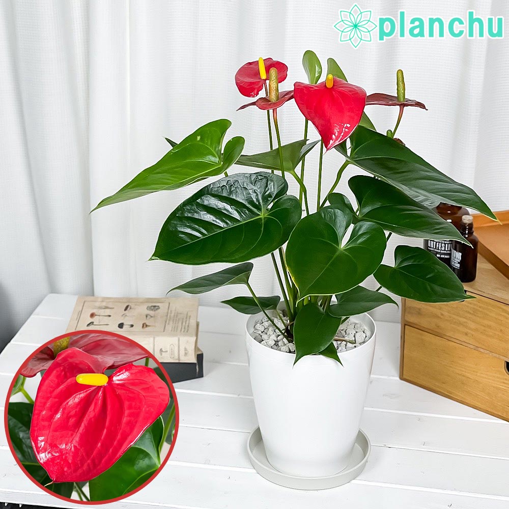 PLANCHU 観葉植物 アンスリウム レッド 6号鉢 受け皿付き 育て方説明書付き Anthurium andraeanum cv. アンスリューム アロイド 鉢花