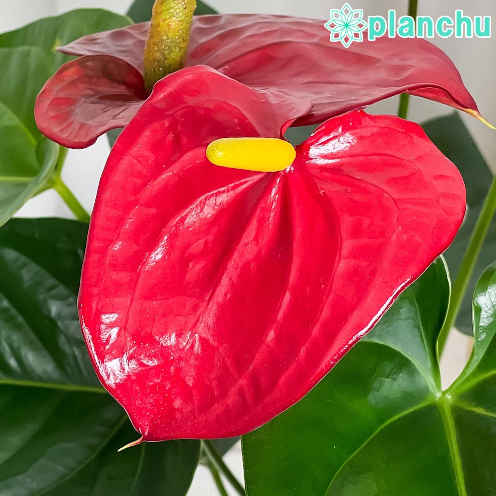PLANCHU 観葉植物 アンスリウム レッド 6号鉢 受け皿付き 育て方説明書付き Anthurium andraeanum cv. アンスリューム アロイド 鉢花