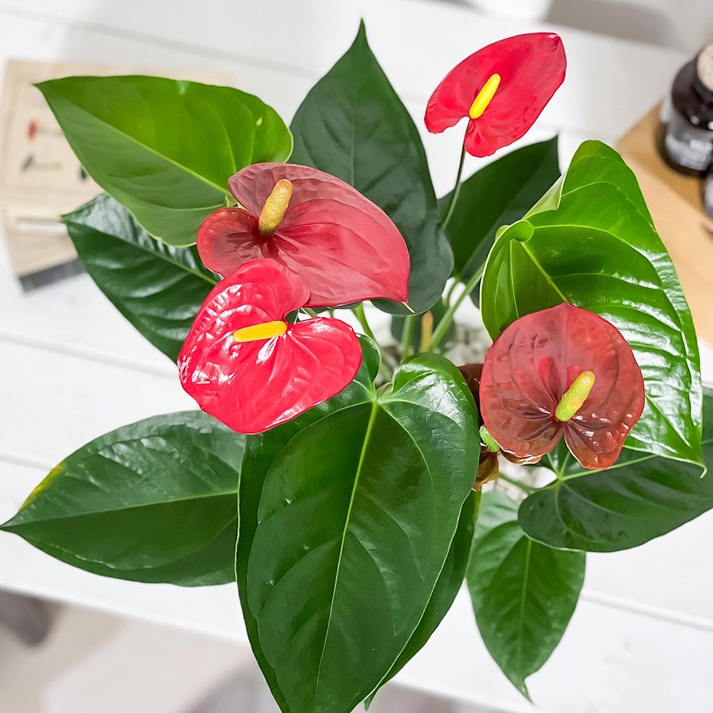 PLANCHU 観葉植物 アンスリウム レッド 6号鉢 受け皿付き 育て方説明書付き Anthurium andraeanum cv. アンスリューム アロイド 鉢花