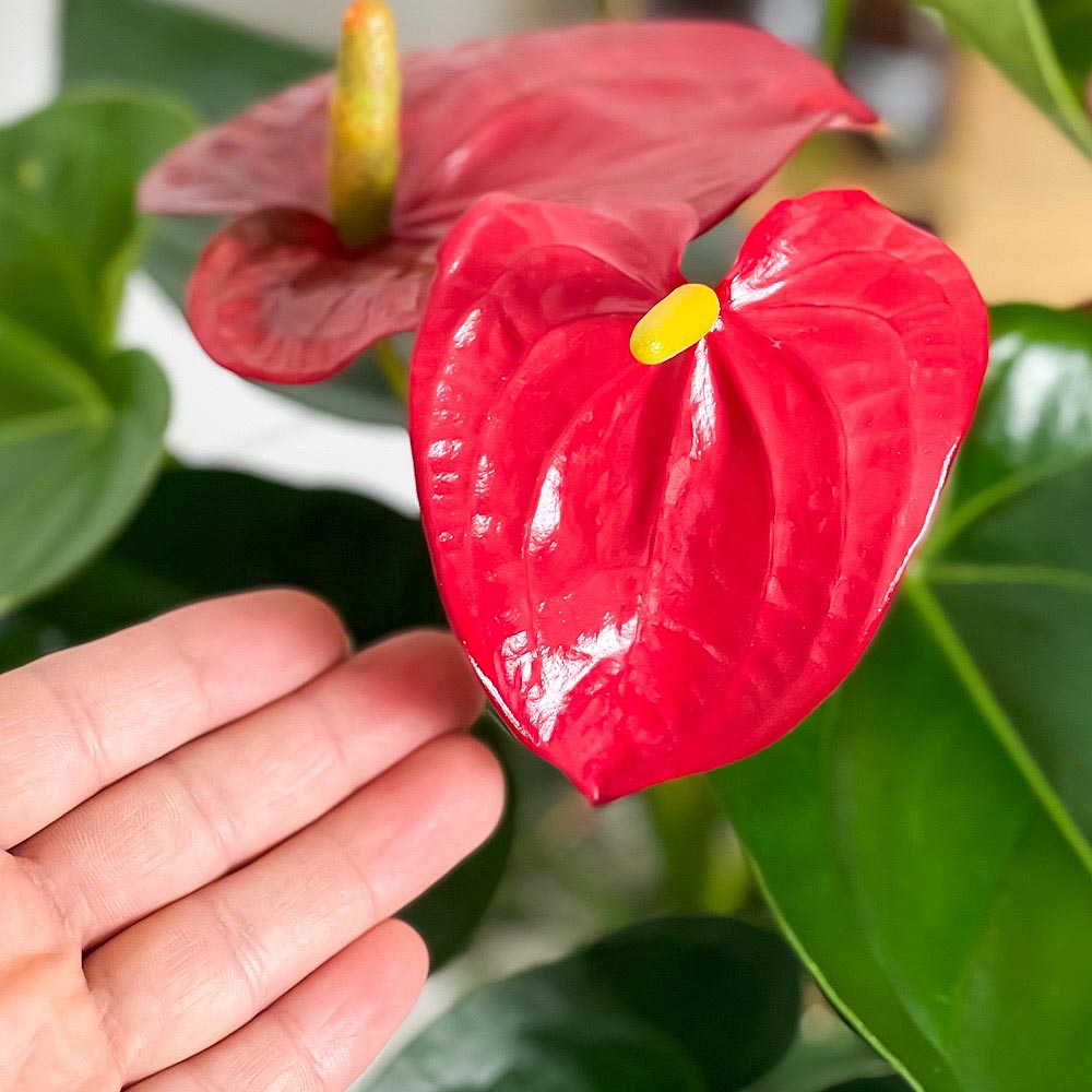 PLANCHU 観葉植物 アンスリウム レッド 6号鉢 受け皿付き 育て方説明書付き Anthurium andraeanum cv. アンスリューム アロイド 鉢花