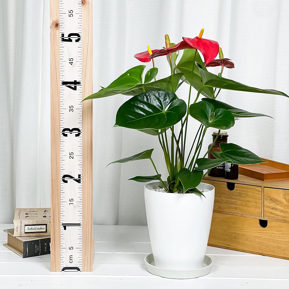 PLANCHU 観葉植物 アンスリウム レッド 6号鉢 受け皿付き 育て方説明書付き Anthurium andraeanum cv. アンスリューム アロイド 鉢花