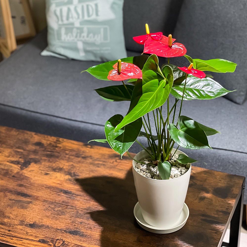 PLANCHU 観葉植物 アンスリウム レッド 6号鉢 受け皿付き 育て方説明書付き Anthurium andraeanum cv. アンスリューム アロイド 鉢花