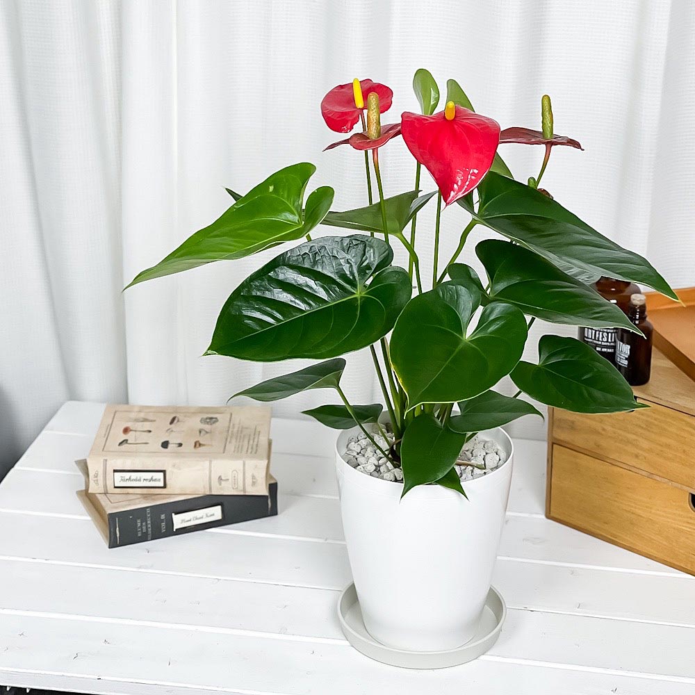 PLANCHU 観葉植物 アンスリウム レッド 6号鉢 受け皿付き 育て方説明書付き Anthurium andraeanum cv. アンスリューム アロイド 鉢花