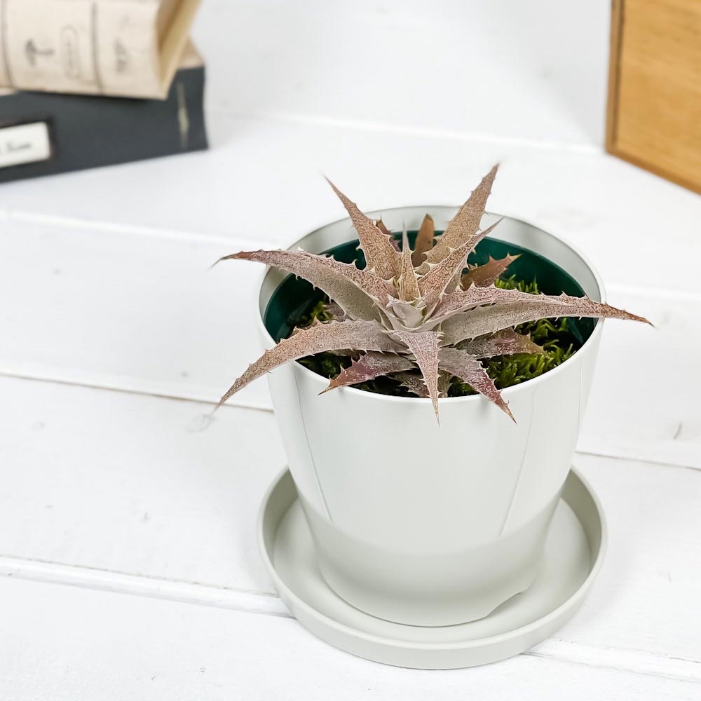 PLANCHU 観葉植物 オルソフィツム サキシコラ 3.5号鉢 受け皿付き 育て方説明書付き Orthophytum saxicola ブロメリア