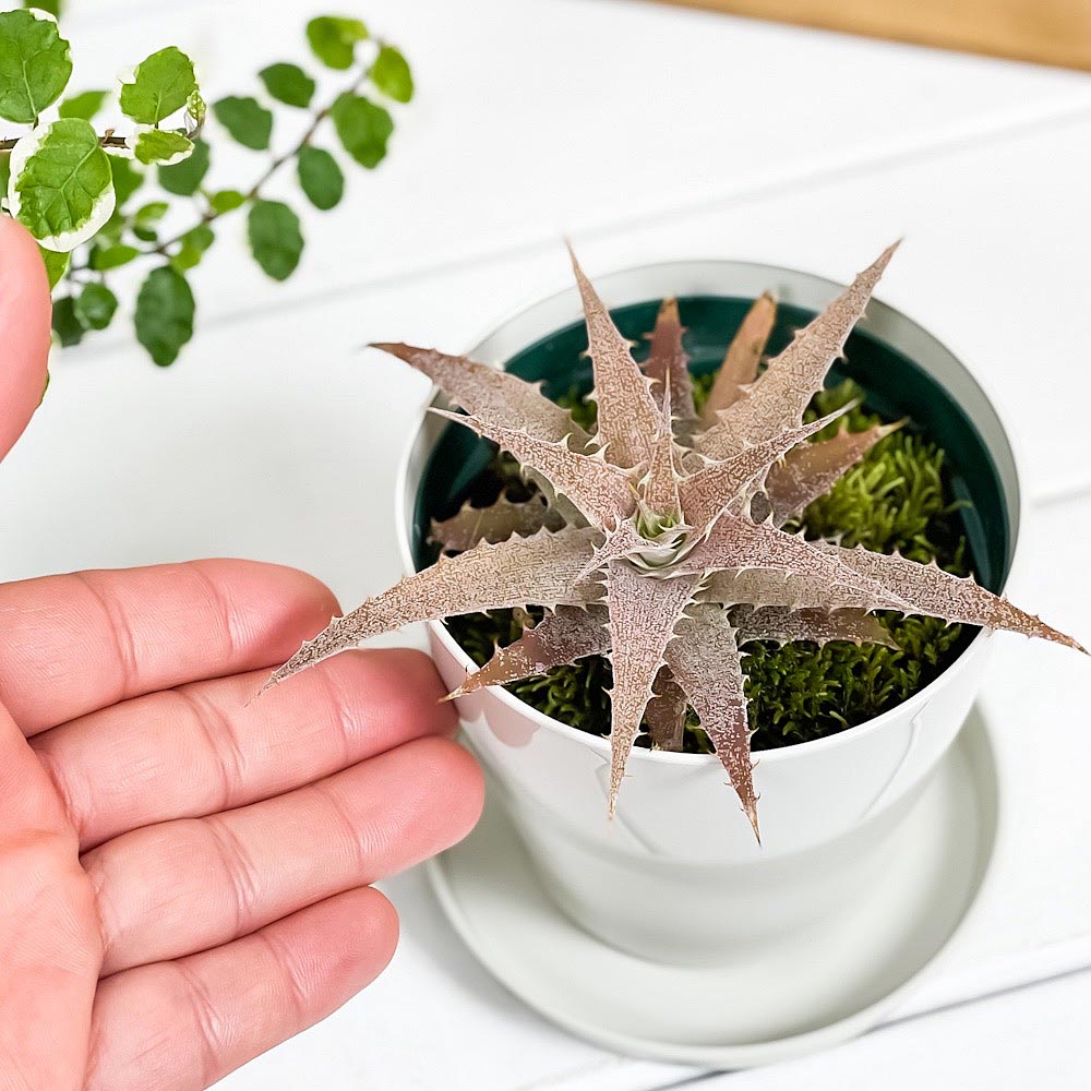 PLANCHU 観葉植物 オルソフィツム サキシコラ 3.5号鉢 受け皿付き 育て方説明書付き Orthophytum saxicola ブロメリア