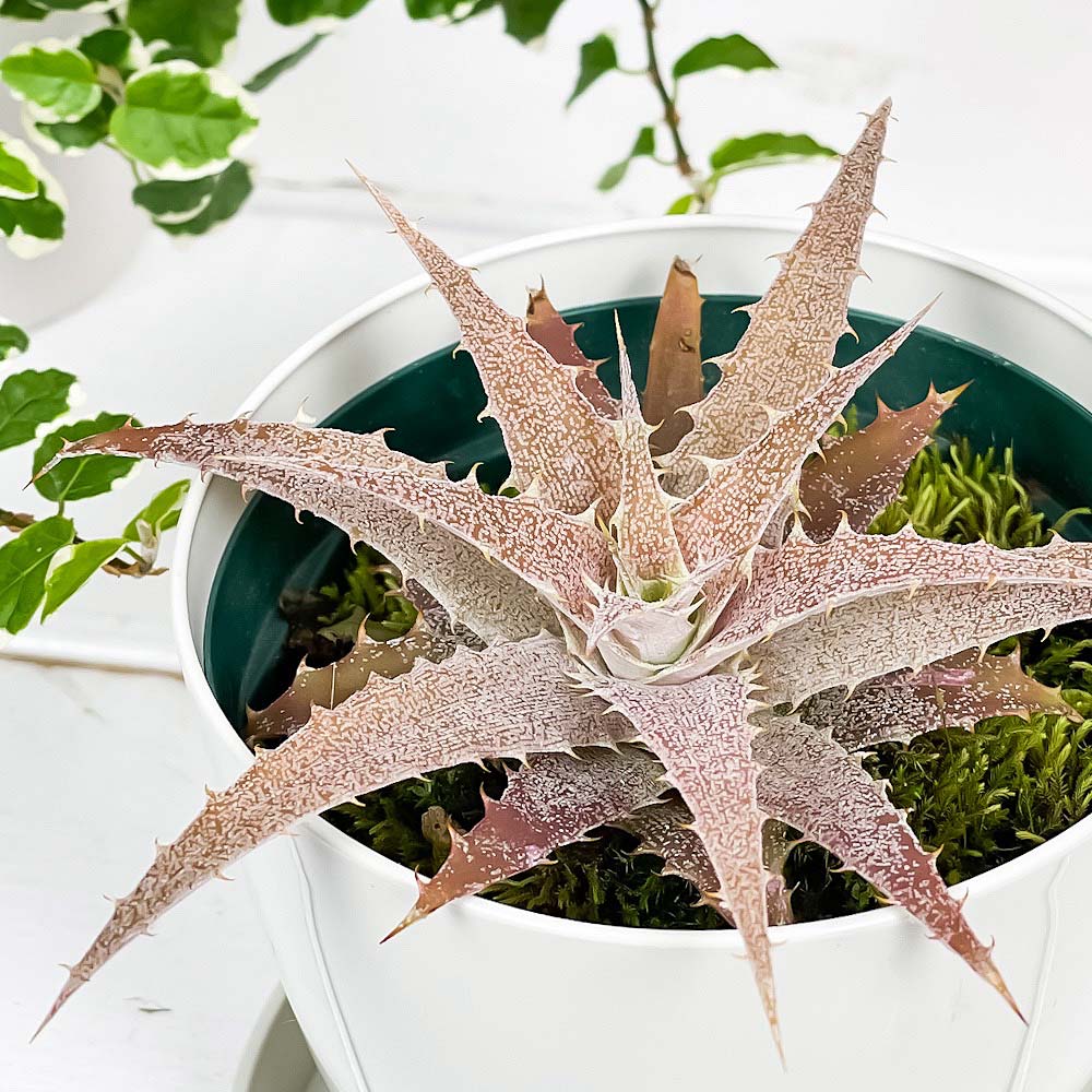 PLANCHU 観葉植物 オルソフィツム サキシコラ 3.5号鉢 受け皿付き 育て方説明書付き Orthophytum saxicola ブロメリア