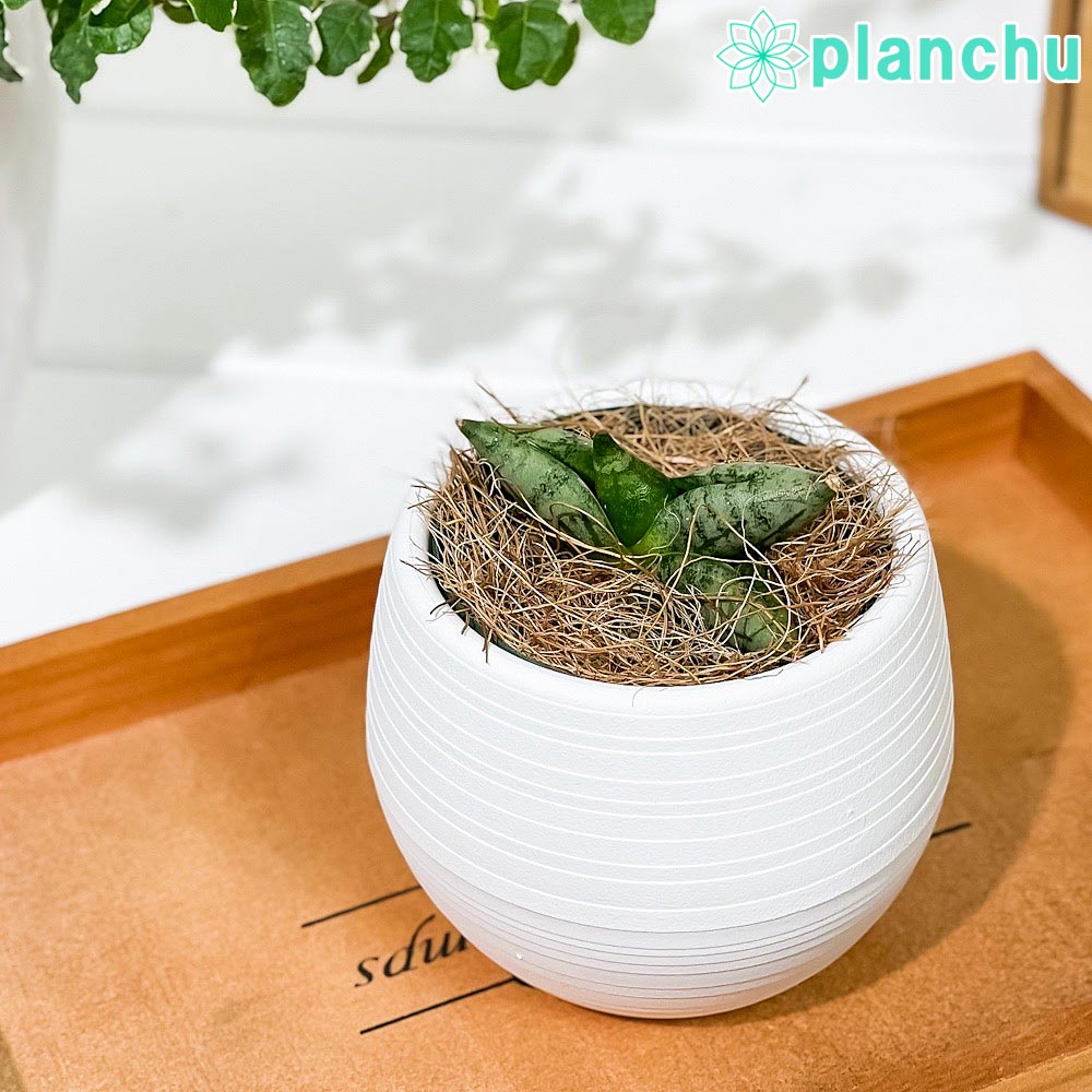 PLANCHU 観葉植物 サンセベリア ボンセレンシス スーパードワーフ 3号