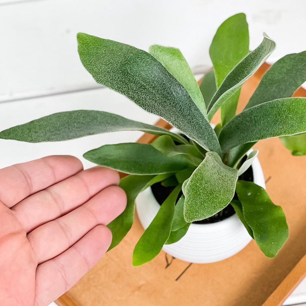 PLANCHU 観葉植物 プラティケリウム ネザーランズ 3号丸鉢 受け皿付き 育て方説明書付き Platycerium ‘Netherlands’ ネザーランド ビカクシダ コウモリラン シダ植物