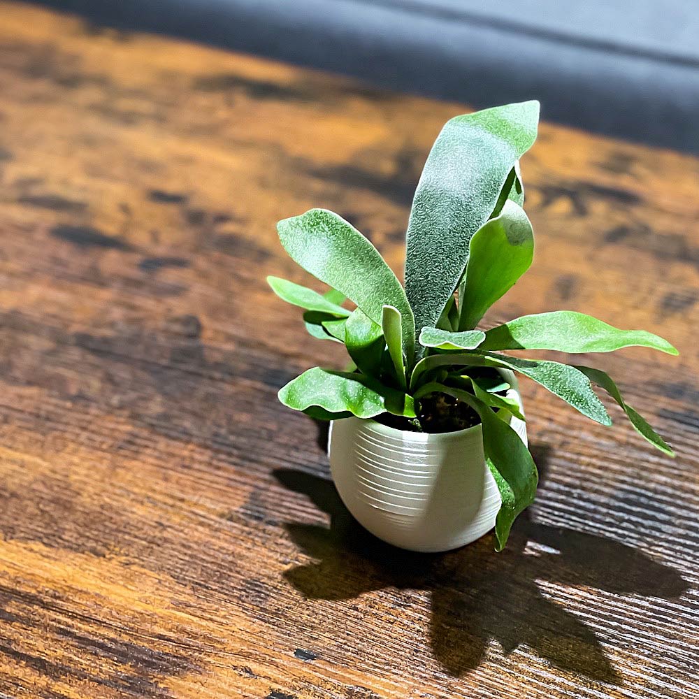 PLANCHU 観葉植物 プラティケリウム ネザーランズ 3号丸鉢 受け皿付き 育て方説明書付き Platycerium ‘Netherlands’ ネザーランド ビカクシダ コウモリラン シダ植物