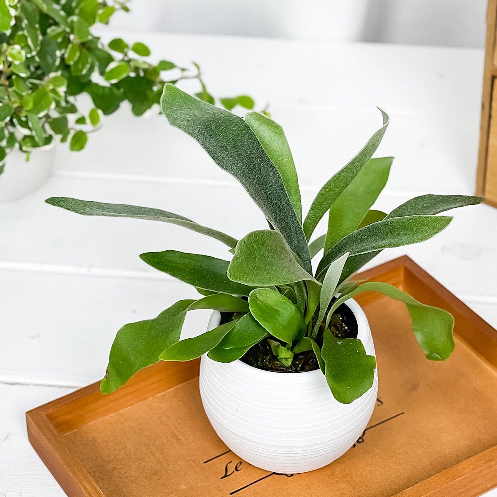 PLANCHU 観葉植物 プラティケリウム ネザーランズ 3号丸鉢 受け皿付き 育て方説明書付き Platycerium ‘Netherlands’ ネザーランド ビカクシダ コウモリラン シダ植物