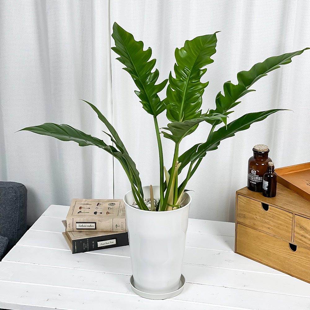 PLANCHU 観葉植物 フィロデンドロン ナロー 6号鉢 受け皿付き 育て方説明書付き Philodendron ‘Narrow’ アロイド