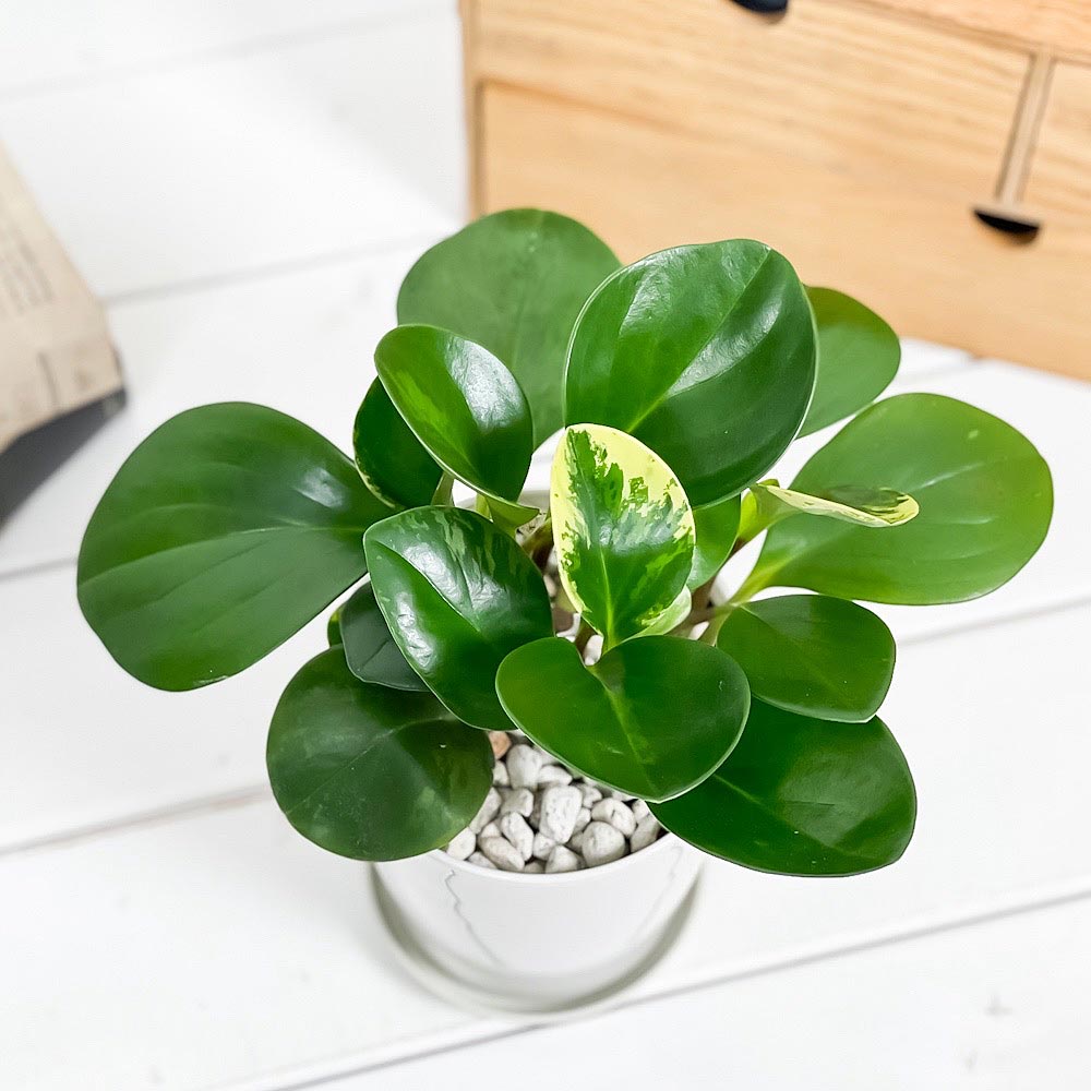 PLANCHU 観葉植物 ペペロミア オブツシフォリア 4号鉢 受け皿付き 育て方説明書付き Peperomia obtusifolia アオペペ