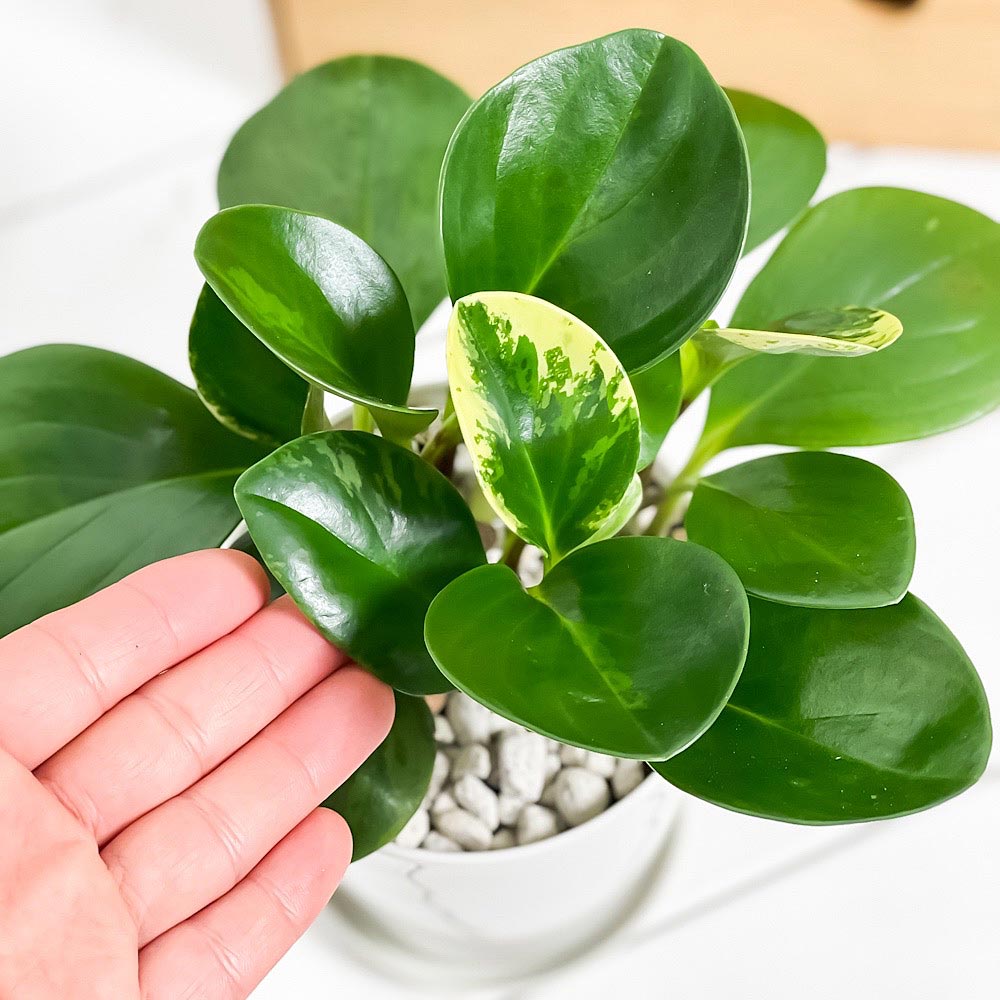 PLANCHU 観葉植物 ペペロミア オブツシフォリア 4号鉢 受け皿付き 育て方説明書付き Peperomia obtusifolia アオペペ
