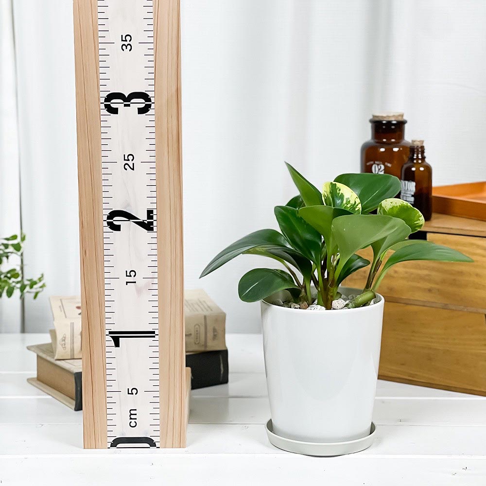PLANCHU 観葉植物 ペペロミア オブツシフォリア 4号鉢 受け皿付き 育て方説明書付き Peperomia obtusifolia アオペペ