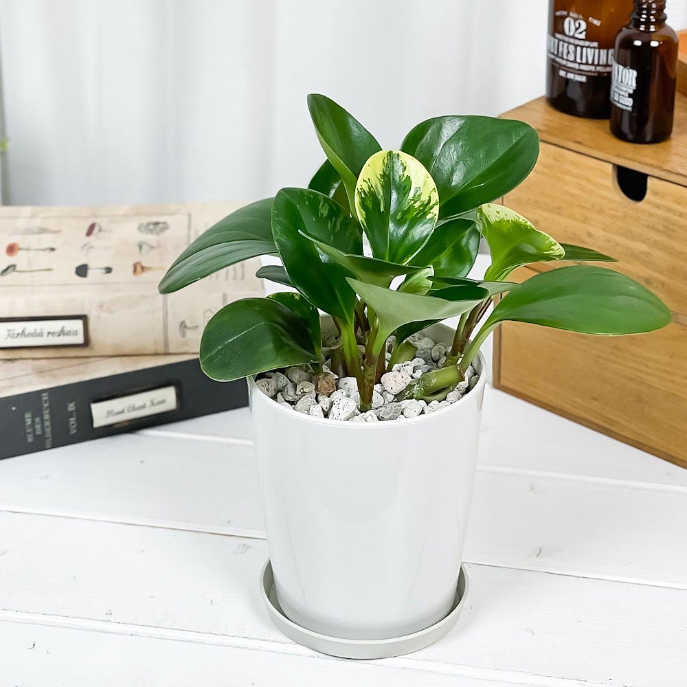 PLANCHU 観葉植物 ペペロミア オブツシフォリア 4号鉢 受け皿付き 育て方説明書付き Peperomia obtusifolia アオペペ