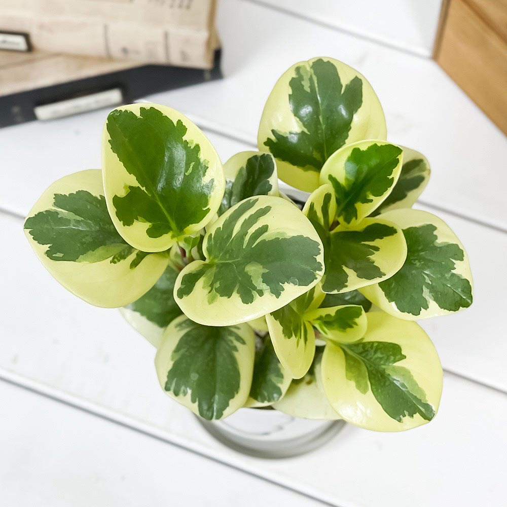 PLANCHU 観葉植物 ペペロミア オブツシフォリア 斑入り 4号鉢 受け皿付き 育て方説明書付き Peperomia obtusifolia ‘Variegata’ キフペペ