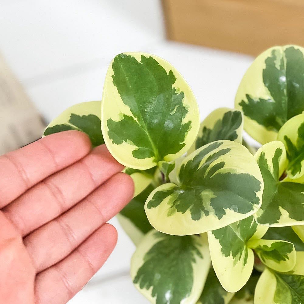 PLANCHU 観葉植物 ペペロミア オブツシフォリア 斑入り 4号鉢 受け皿付き 育て方説明書付き Peperomia obtusifolia ‘Variegata’ キフペペ