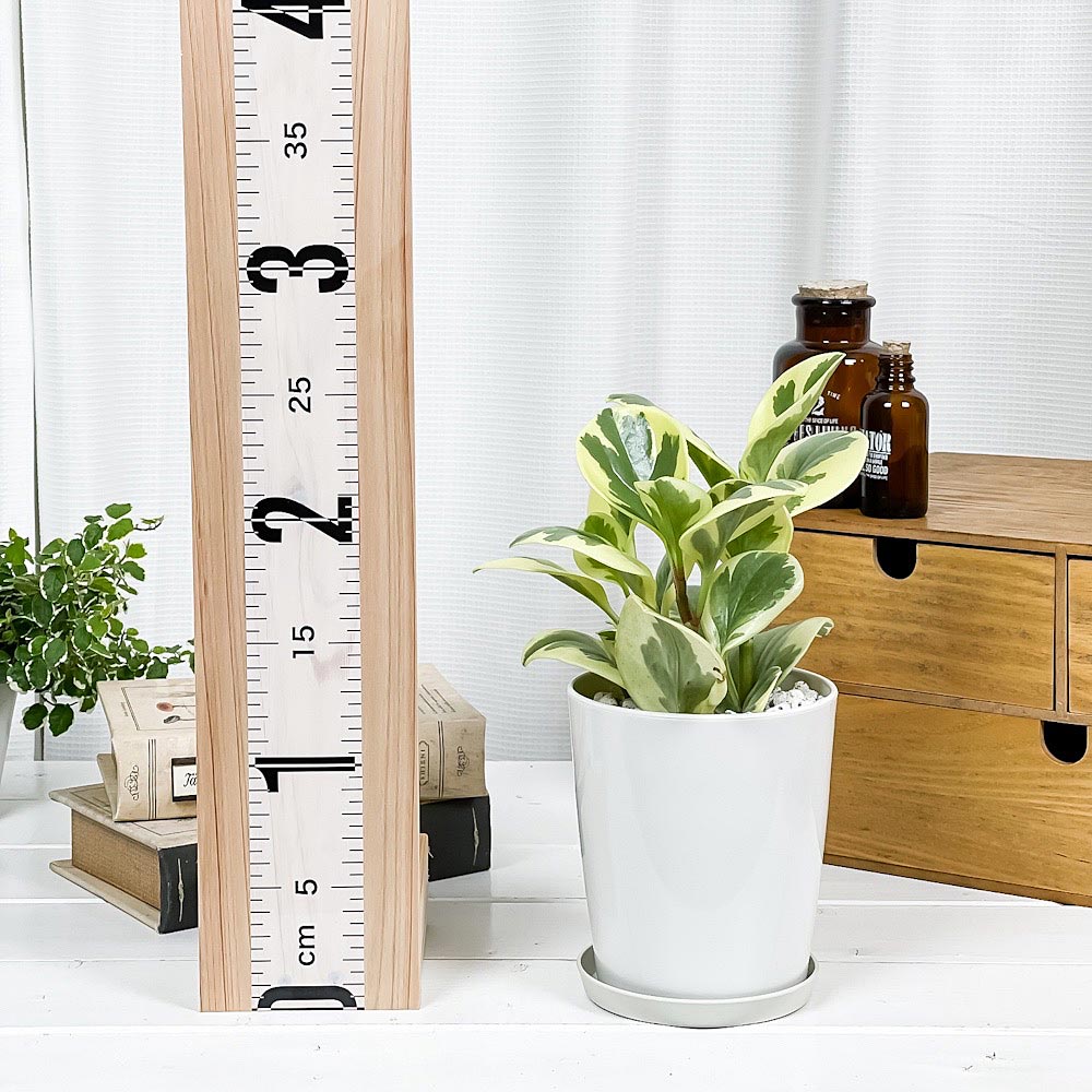 PLANCHU 観葉植物 ペペロミア オブツシフォリア 斑入り 4号鉢 受け皿付き 育て方説明書付き Peperomia obtusifolia ‘Variegata’ キフペペ
