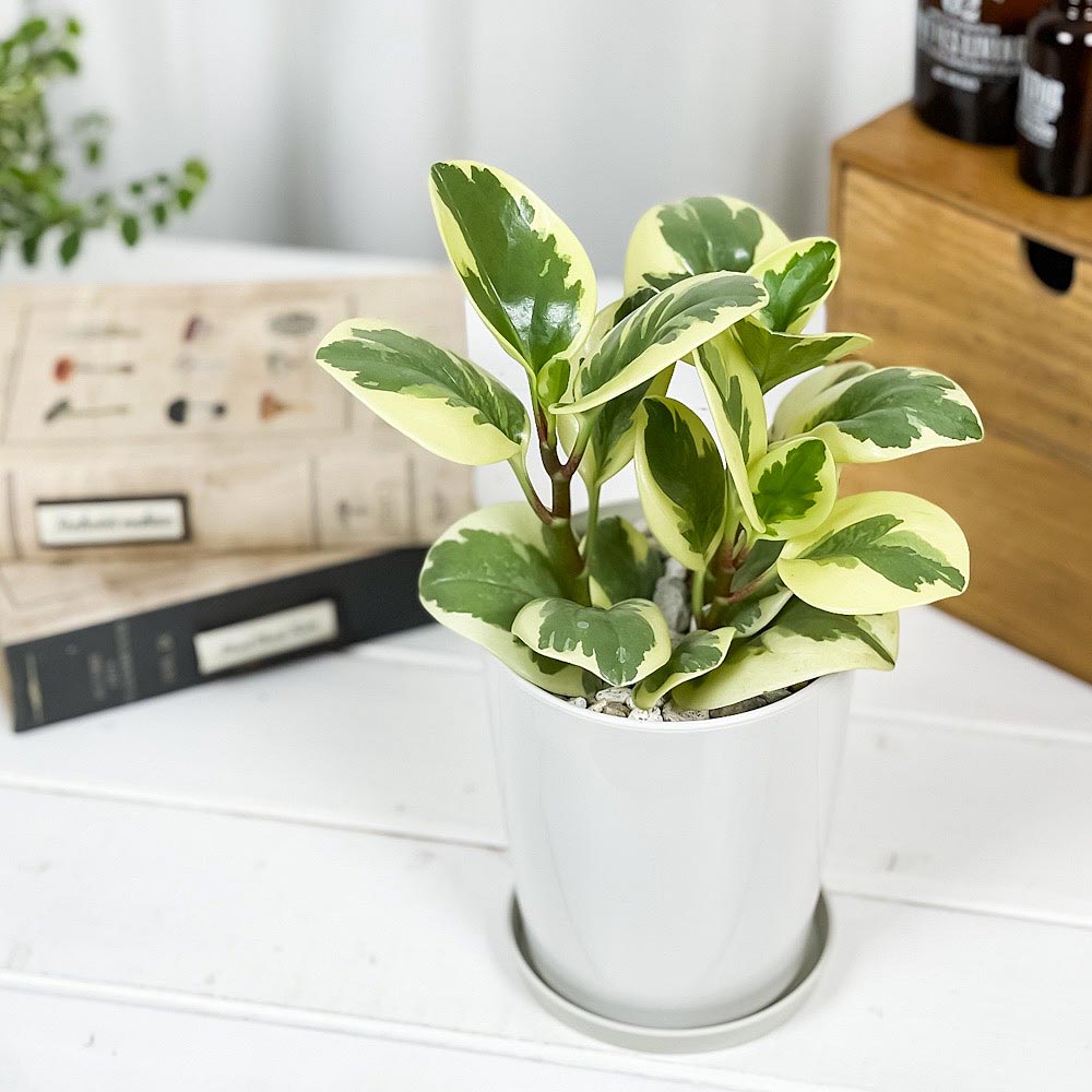 PLANCHU 観葉植物 ペペロミア オブツシフォリア 斑入り 4号鉢 受け皿付き 育て方説明書付き Peperomia obtusifolia ‘Variegata’ キフペペ