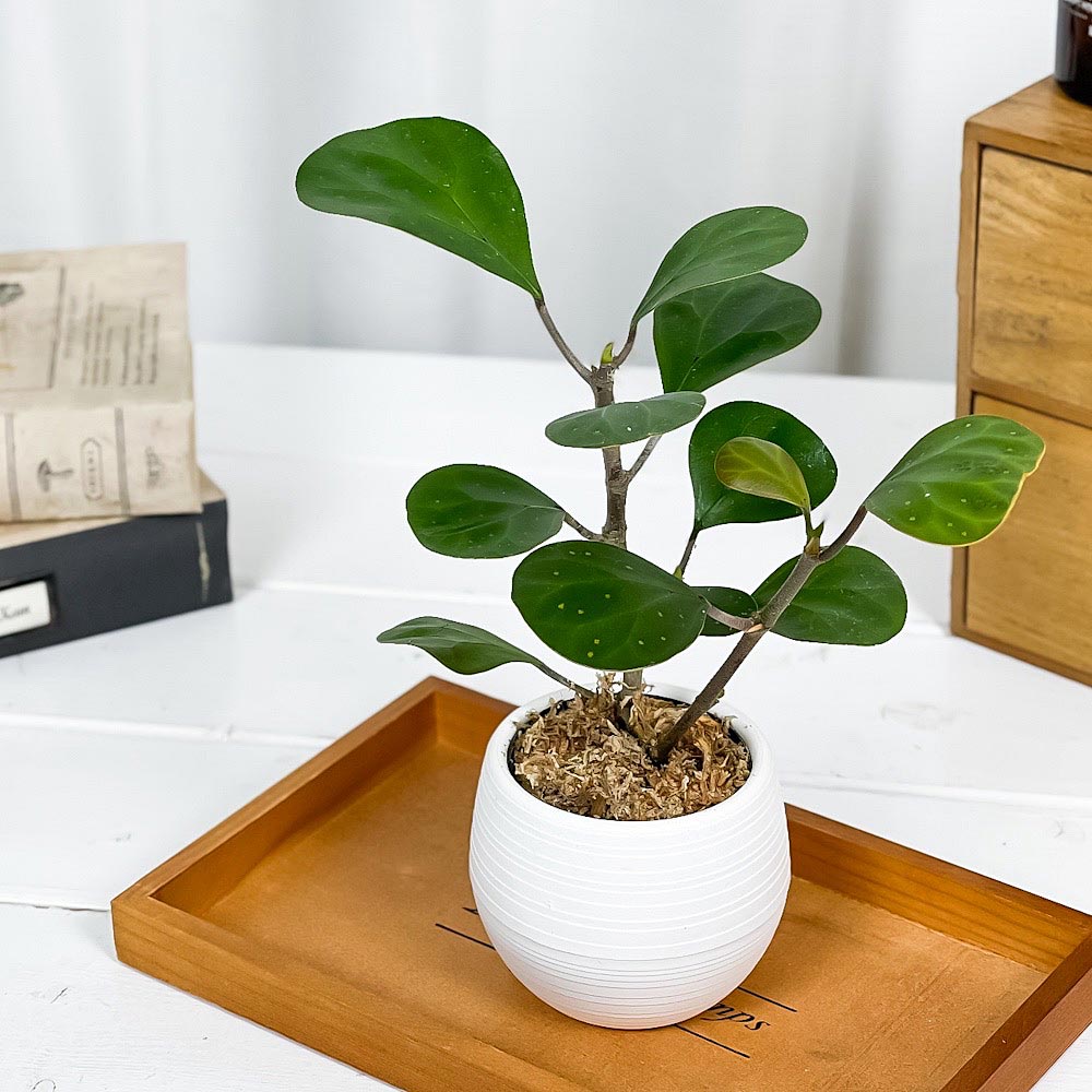 PLANCHU 観葉植物 フィカス デルトイデア 3号丸鉢 受け皿付き 育て方説明書付き Ficus deltoidea コバンボダイジュ 小判菩提樹 ゴムノキ ゴムの木
