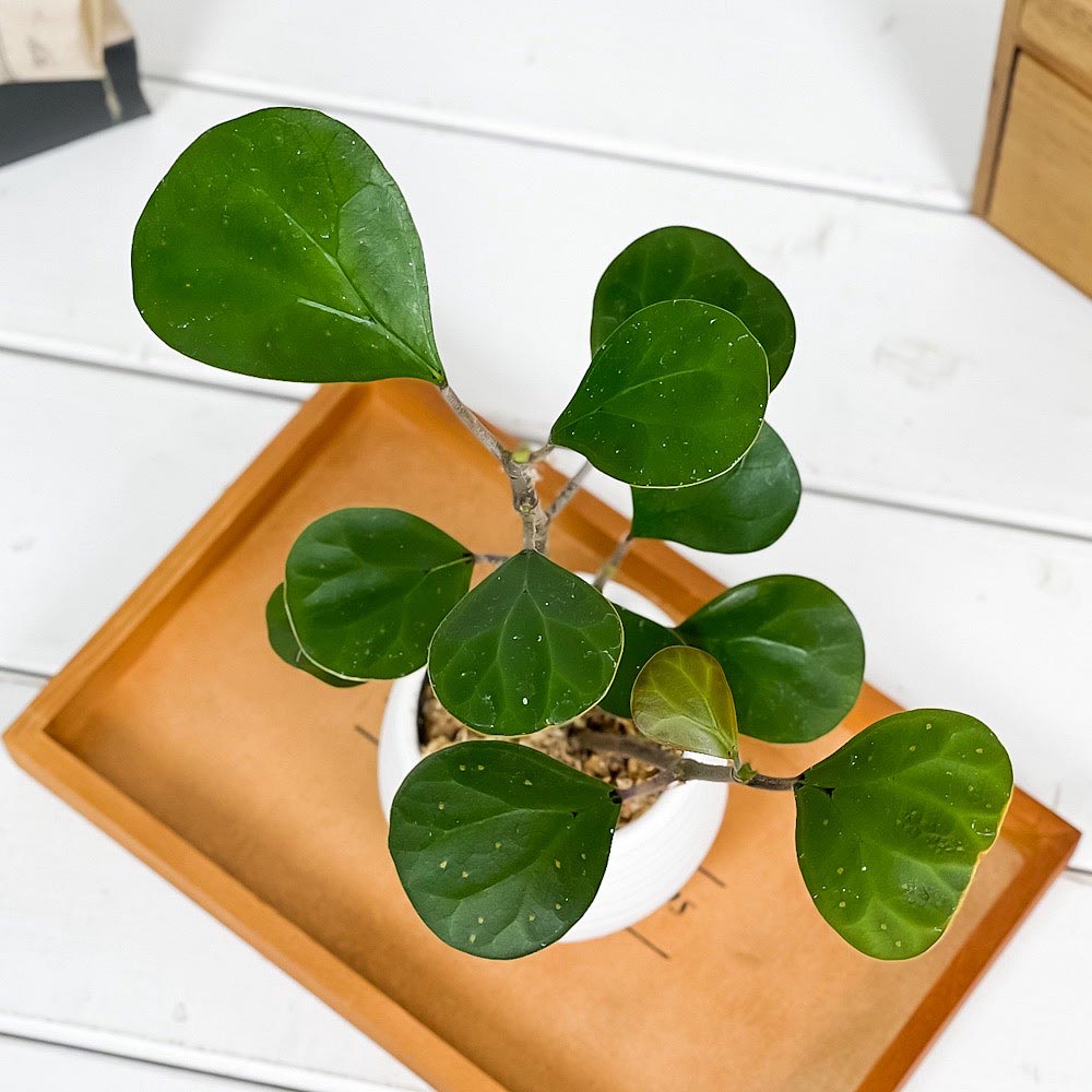 PLANCHU 観葉植物 フィカス デルトイデア 3号丸鉢 受け皿付き 育て方説明書付き Ficus deltoidea コバンボダイジュ 小判菩提樹 ゴムノキ ゴムの木