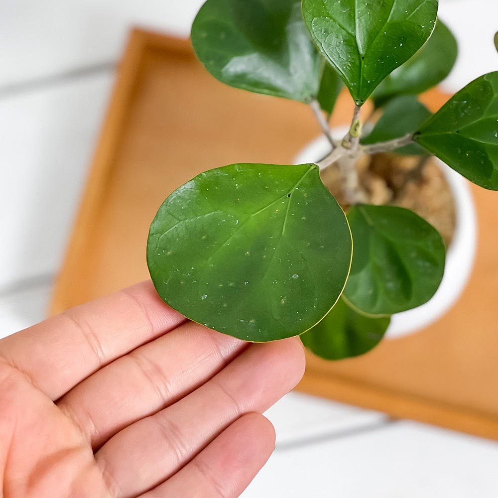 PLANCHU 観葉植物 フィカス デルトイデア 3号丸鉢 受け皿付き 育て方説明書付き Ficus deltoidea コバンボダイジュ 小判菩提樹 ゴムノキ ゴムの木