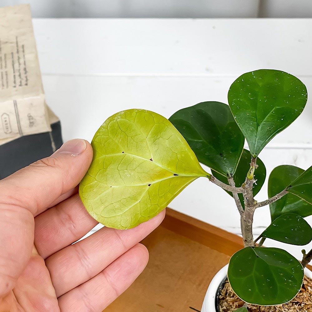 PLANCHU 観葉植物 フィカス デルトイデア 3号丸鉢 受け皿付き 育て方説明書付き Ficus deltoidea コバンボダイジュ 小判菩提樹 ゴムノキ ゴムの木