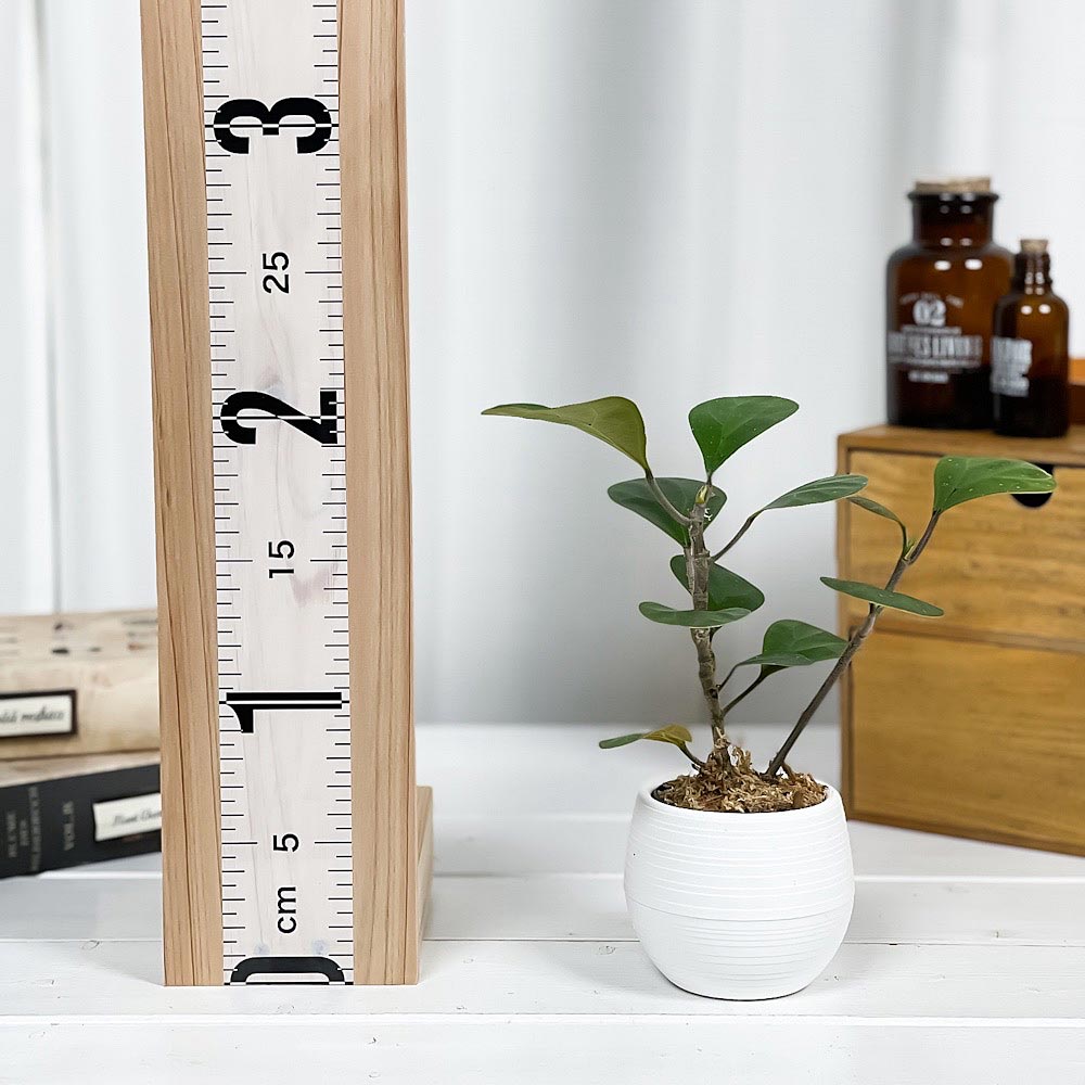 PLANCHU 観葉植物 フィカス デルトイデア 3号丸鉢 受け皿付き 育て方説明書付き Ficus deltoidea コバンボダイジュ 小判菩提樹 ゴムノキ ゴムの木