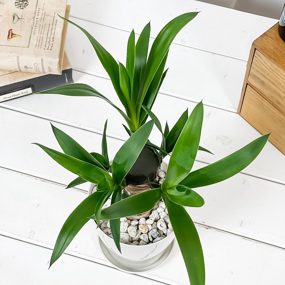 PLANCHU 観葉植物 ユッカ エレファンティペス 4号鉢 受け皿付き 育て方説明書付き Yucca elephantipes 青年の樹