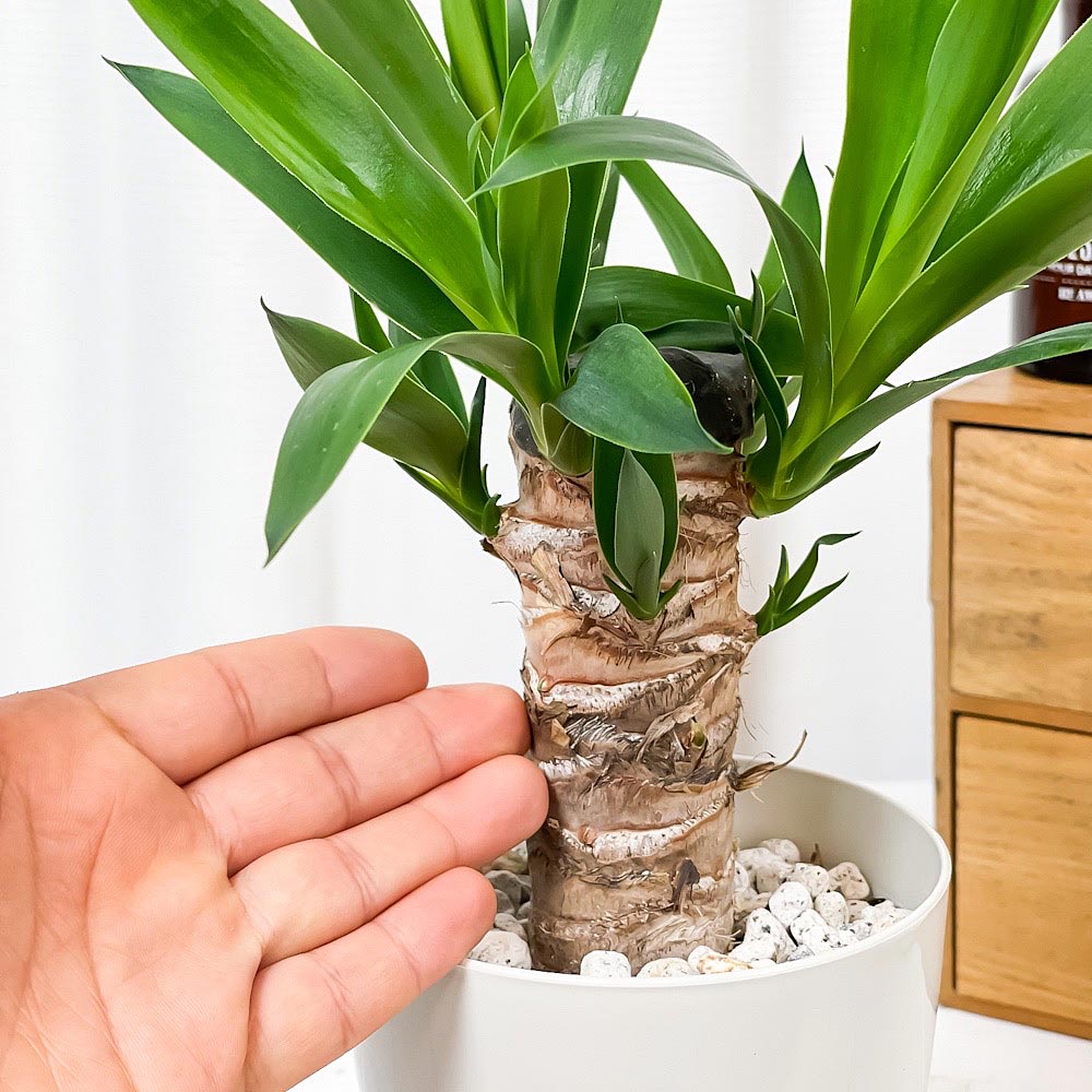 PLANCHU 観葉植物 ユッカ エレファンティペス 4号鉢 受け皿付き 育て方説明書付き Yucca elephantipes 青年の樹