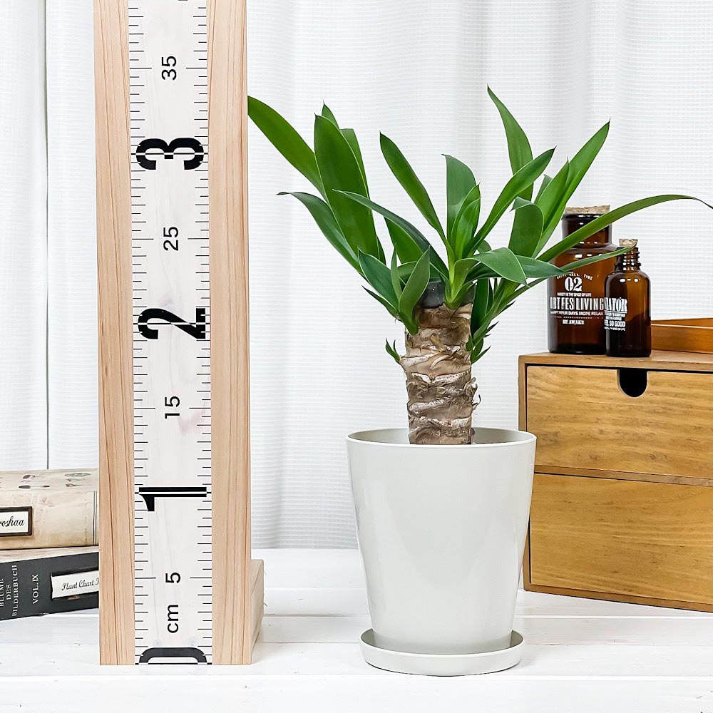 PLANCHU 観葉植物 ユッカ エレファンティペス 4号鉢 受け皿付き 育て方説明書付き Yucca elephantipes 青年の樹