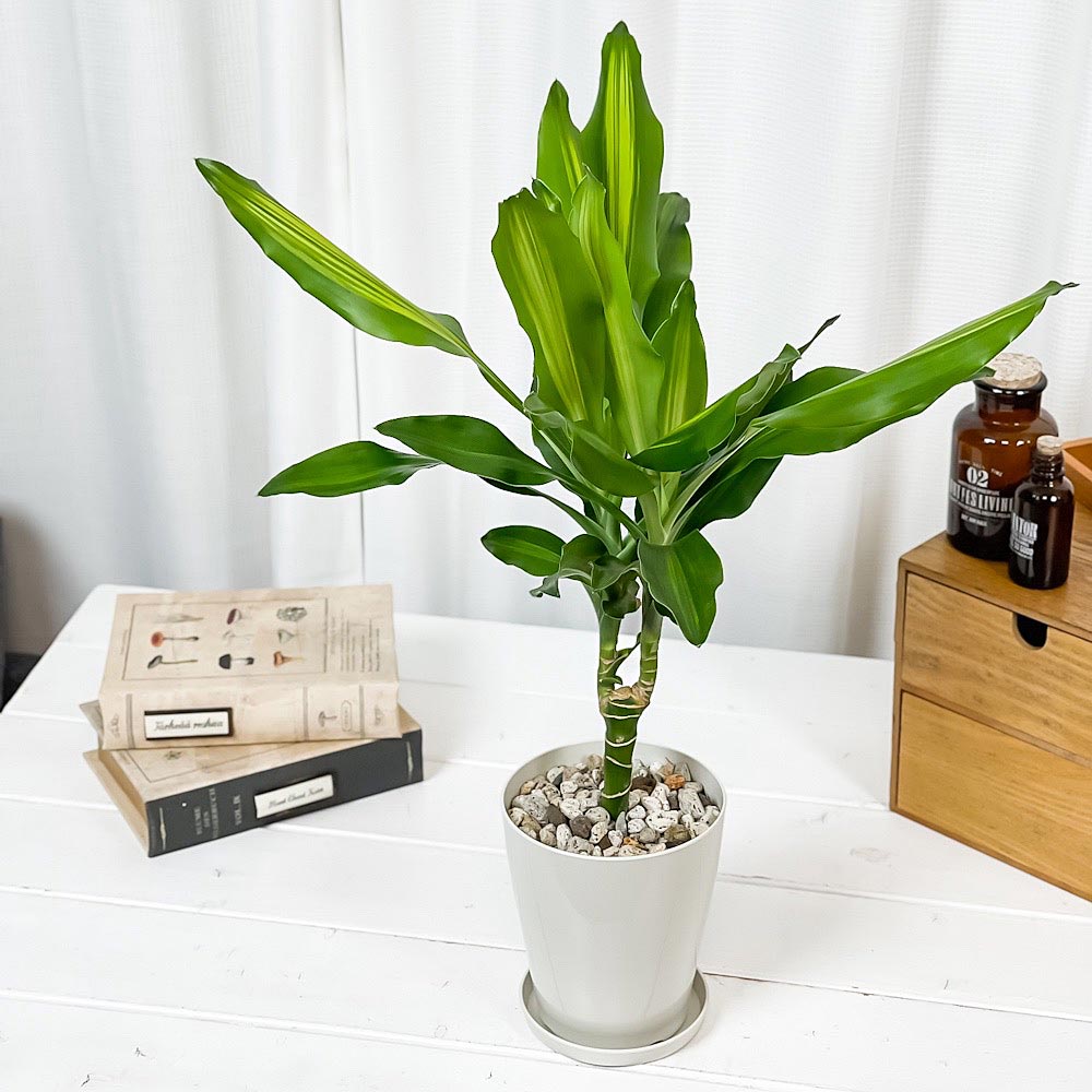 PLANCHU 観葉植物 ドラセナ ジェレ 4号鉢 受け皿付き 育て方説明書付き PVP Dracaena ‘Jelle’