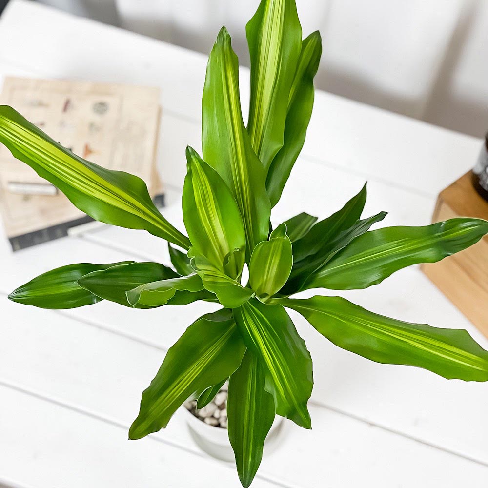 PLANCHU 観葉植物 ドラセナ ジェレ 4号鉢 受け皿付き 育て方説明書付き PVP Dracaena ‘Jelle’