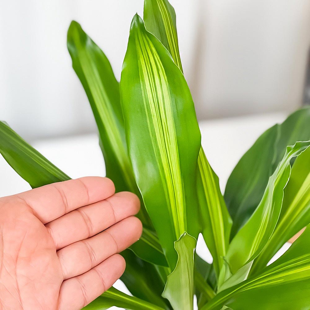 PLANCHU 観葉植物 ドラセナ ジェレ 4号鉢 受け皿付き 育て方説明書付き PVP Dracaena ‘Jelle’