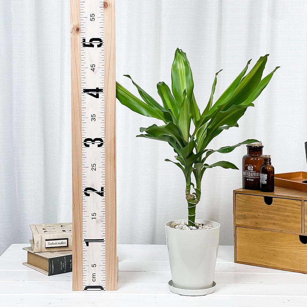 PLANCHU 観葉植物 ドラセナ ジェレ 4号鉢 受け皿付き 育て方説明書付き PVP Dracaena ‘Jelle’