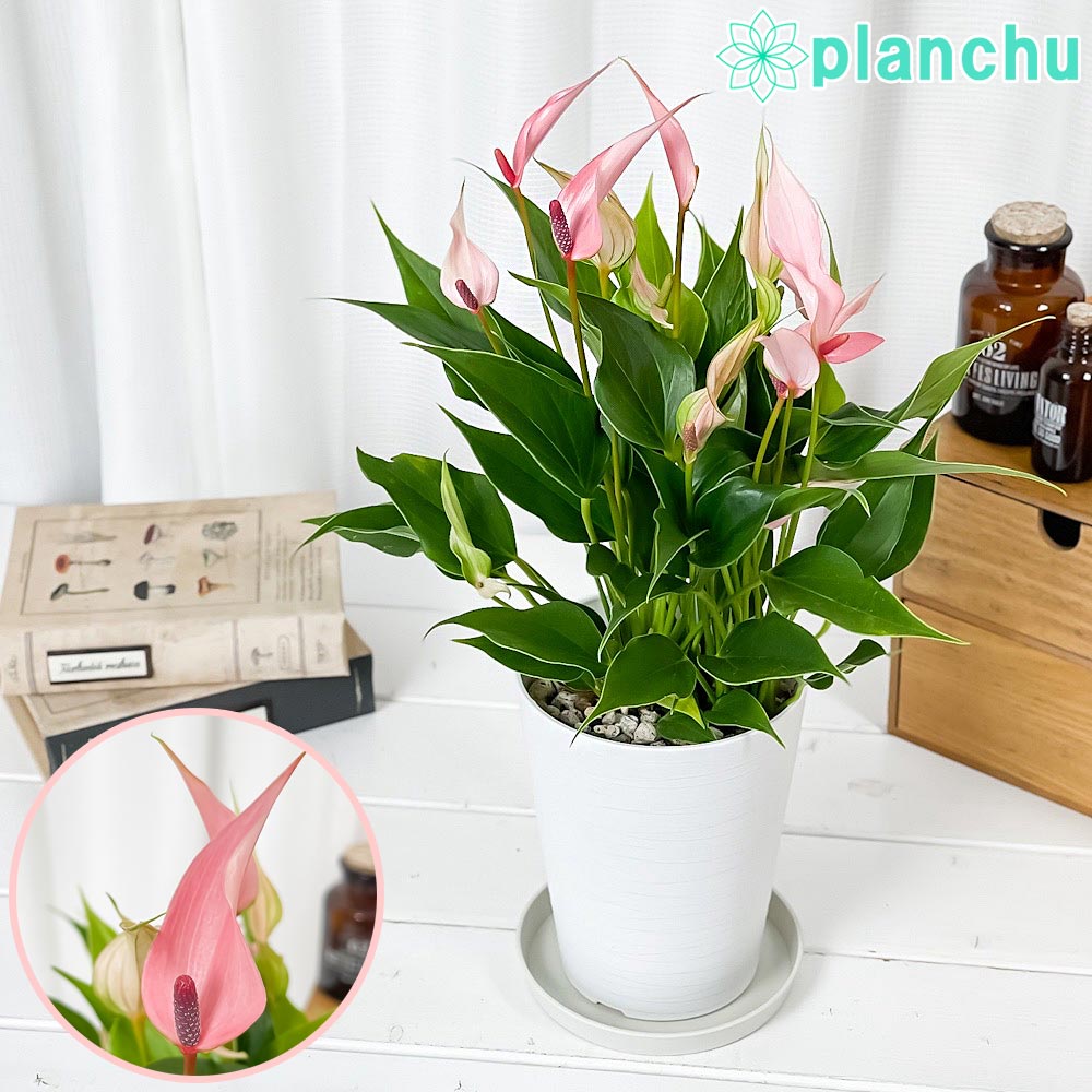 PLANCHU 観葉植物 アンスリウム リリー 4.5号鉢 受け皿付き 育て方説明書付き Anthurium andraeanum ‘Anthurini Lilli’ アンスリューム アロイド 鉢花 ピンク系